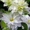 Arctic Queen Clematis - 1 Gallon Pot 1 Arctic Queen Clematis - 1 Gallon Pot -Wilson Bros Gardens clematis arctic queen 10