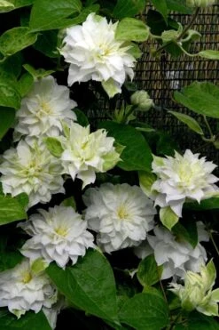 Arctic Queen Clematis - 1 Gallon Pot -Wilson Bros Gardens clematis arctic queen 12