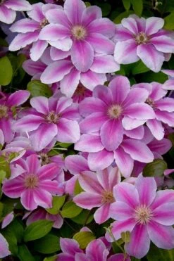 Bees Jubilee Clematis - 1 Gallon Pot -Wilson Bros Gardens clematis bees jubilee 13