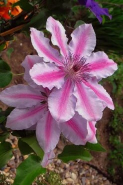 Bees Jubilee Clematis - 1 Gallon Pot -Wilson Bros Gardens clematis bees jubilee 5