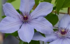 Bernadine Clematis - 1 Gallon Pot -Wilson Bros Gardens clematis bernadine 1