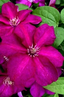 Cardinal Wyszynski Clematis - 1 Gallon Pot 13 Cardinal Wyszynski Clematis - 1 Gallon Pot -Wilson Bros Gardens clematis cardinal wyszynski 11