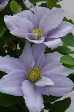 Chelsea Clematis - 1 Gallon Pot -Wilson Bros Gardens clematis chelsea 3