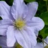 Chelsea Clematis - 1 Gallon Pot -Wilson Bros Gardens clematis chelsea 5