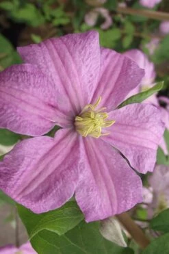 Comtesse De Bouchaud Clematis - 1 Gallon Pot -Wilson Bros Gardens clematis comtesse de bouchaud 2