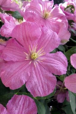 Comtesse De Bouchaud Clematis - 1 Gallon Pot