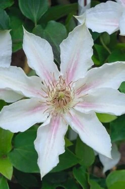 Corinne Clematis - 1 Gallon Pot 15 Corinne Clematis - 1 Gallon Pot -Wilson Bros Gardens clematis corinne 14