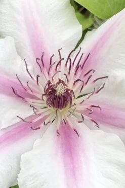 Corinne Clematis - 1 Gallon Pot 13 Corinne Clematis - 1 Gallon Pot -Wilson Bros Gardens clematis corinne 15