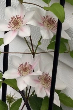 Corinne Clematis - 1 Gallon Pot 16 Corinne Clematis - 1 Gallon Pot -Wilson Bros Gardens clematis corinne 17