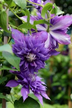 Diamantina Clematis - 1 Gallon Pot -Wilson Bros Gardens clematis diamantina 1