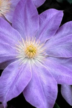 Diana's Delight Clematis - 1 Gallon Pot -Wilson Bros Gardens clematis dianas delight 1