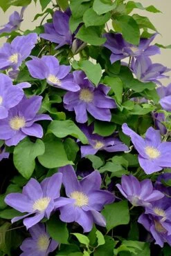 Diana's Delight Clematis - 1 Gallon Pot -Wilson Bros Gardens clematis dianas delight 3