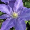 Diana's Delight Clematis - 1 Gallon Pot -Wilson Bros Gardens clematis dianas delight 500x750 1