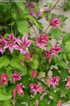 Duchess Of Albany Clematis - 1 Gallon Pot -Wilson Bros Gardens clematis duchess of albany 7
