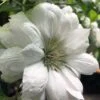 Duchess Of Edinburgh Clematis - 2 Gallon Pot 2 Duchess Of Edinburgh Clematis - 2 Gallon Pot -Wilson Bros Gardens clematis duchess of edinburgh 5