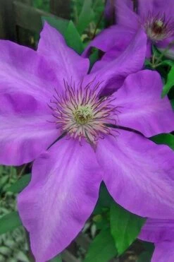 Elsa Spath Clematis - 1 Gallon Pot -Wilson Bros Gardens clematis elsa spath 7