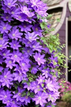 General Sikorski Clematis - 1 Gallon Pot -Wilson Bros Gardens clematis general sikorski 11