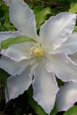 Gillian Blades Clematis - 1 Gallon Pot -Wilson Bros Gardens clematis gillian blades 5