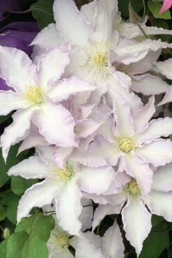 Gillian Blades Clematis - 1 Gallon Pot -Wilson Bros Gardens clematis gillian blades 500x750 1