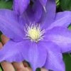 H. F. Young Clematis - 1 Gallon Pot 1 H. F. Young Clematis - 1 Gallon Pot -Wilson Bros Gardens clematis h f young 17