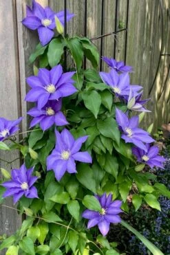 H. F. Young Clematis - 1 Gallon Pot -Wilson Bros Gardens clematis h f young 5
