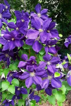 Jackmanii Superba Clematis - 1 Gallon Pot -Wilson Bros Gardens clematis jackmanii superba 3