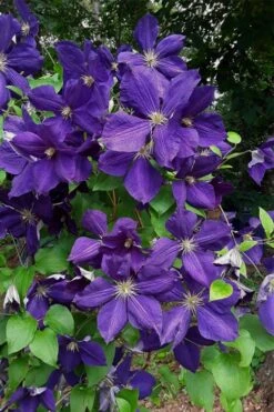 Jackmanii Superba Clematis - 1 Gallon Pot -Wilson Bros Gardens clematis jackmanii superba 4
