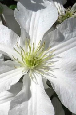 John Huxtable Clematis - 1 Gallon Pot 11 John Huxtable Clematis - 1 Gallon Pot -Wilson Bros Gardens clematis john huxtable 1