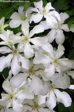 John Huxtable Clematis - 1 Gallon Pot 10 John Huxtable Clematis - 1 Gallon Pot -Wilson Bros Gardens clematis john huxtable 3
