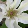 Kitty Clematis - 1 Gallon Pot -Wilson Bros Gardens clematis kitty 14