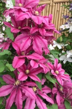Liberation Clematis - 1 Gallon Pot -Wilson Bros Gardens clematis liberation 4