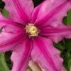 Liberation Clematis - 1 Gallon Pot 2 Liberation Clematis - 1 Gallon Pot -Wilson Bros Gardens clematis liberation 5