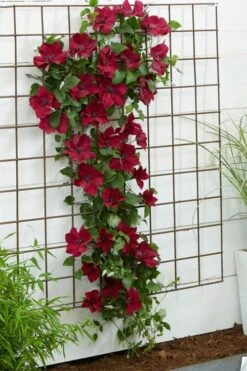 Nubia Clematis - 1 Gallon Pot -Wilson Bros Gardens clematis nubia 1