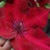 Nubia Clematis - 1 Gallon Pot 1 Nubia Clematis - 1 Gallon Pot -Wilson Bros Gardens clematis nubia 7