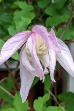 Pink Flamingo Clematis - 1 Gallon Pot -Wilson Bros Gardens clematis pink flamingo 6