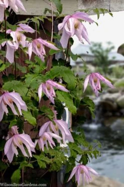 Pink Flamingo Clematis - 1 Gallon Pot -Wilson Bros Gardens clematis pink flamingo 9