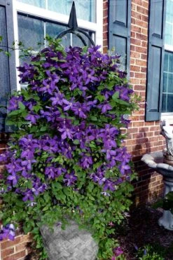 Polish Spirit Clematis - 1 Gallon Pot -Wilson Bros Gardens clematis polish spirit 10