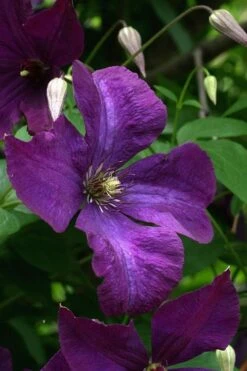 Polish Spirit Clematis - 1 Gallon Pot -Wilson Bros Gardens clematis polish spirit 2