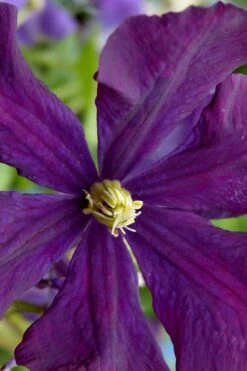 Polish Spirit Clematis - 1 Gallon Pot -Wilson Bros Gardens clematis polish spirit 5