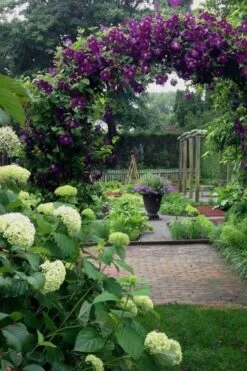 Polish Spirit Clematis - 1 Gallon Pot -Wilson Bros Gardens clematis polish spirit 7