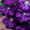 Polish Spirit Clematis - 1 Gallon Pot -Wilson Bros Gardens clematis polish spirit 9