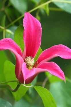 Princess Diana Clematis - 1 Gallon Pot -Wilson Bros Gardens clematis princess diana 3