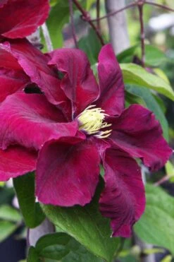 Rosemoor Clematis - 1 Gallon Pot -Wilson Bros Gardens clematis rosemoor 5