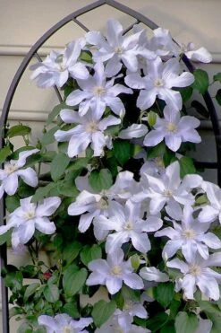 Silver Moon Clematis - 1 Gallon Pot -Wilson Bros Gardens clematis silver moon 7
