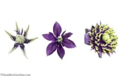 Taiga Clematis - 2 Gallon Pot -Wilson Bros Gardens clematis taiga 24 2