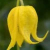 Tangutica Yellow Clematis - 1 Gallon Pot -Wilson Bros Gardens clematis tanguitica 6