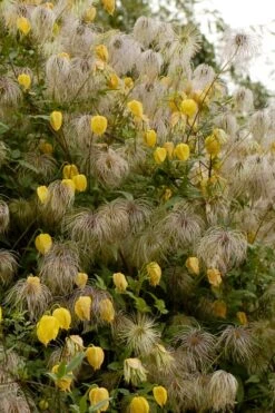 Tangutica Yellow Clematis - 1 Gallon Pot -Wilson Bros Gardens clematis tangutica flowers and seedheads
