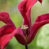 Gravetye Beauty Clematis - 1 Gallon Pot -Wilson Bros Gardens clematis texensis gravetye beauty 2