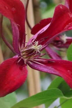Gravetye Beauty Clematis - 1 Gallon Pot -Wilson Bros Gardens clematis texensis gravetye beauty 6