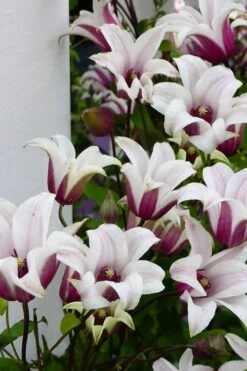 Princess Kate Clematis - 1 Gallon Pot -Wilson Bros Gardens clematis texensis princess kate 15